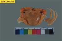 藏品(底棲短漿蟹)的圖片